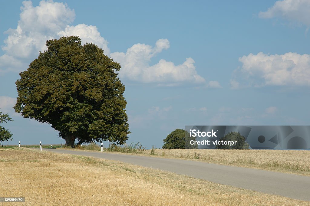 drzewo - Zbiór zdjęć royalty-free (Bez ludzi)
