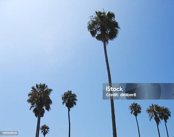 Palms Foto de stock y más banco de imágenes de Aire libre - Aire libre, Alto - Descripción física, Animal