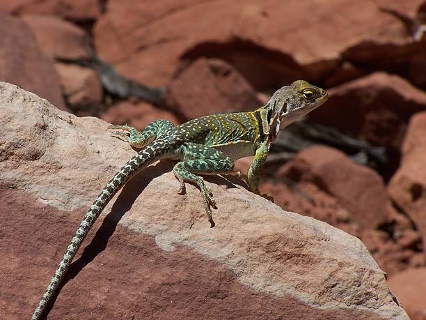 lagarto-de-colar - lizard collared lizard reptile animal imagens e fotografias de stock