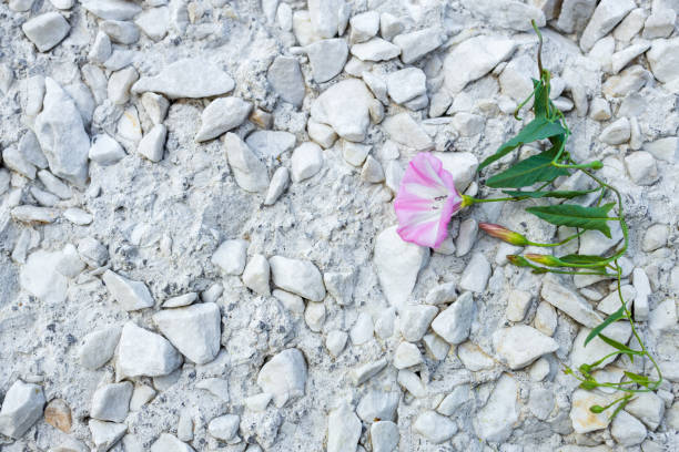 pink bindweed flower on stone white wall. stone wall and delicate flower. wall decoration