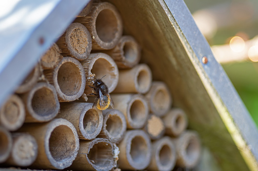 Insect hotel with wild bee
