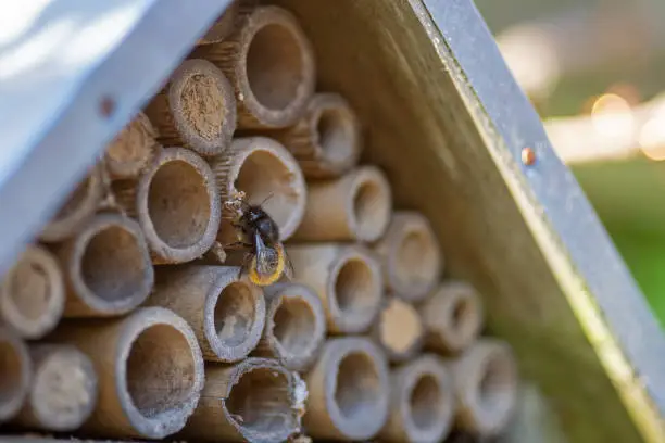 April 2022: insect hotel with bamboo tubes, wild bees' nests