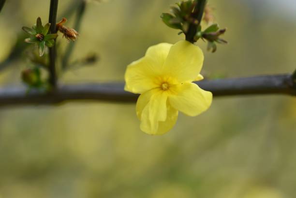Jasminum mesnyi flowers. Jasminum mesnyi flowers. Oleaceae evergreen deciduous Semi-vine flowers. From March to April, yellow flowers bloom on hanging elongated branches. gelsemium sempervirens stock pictures, royalty-free photos & images