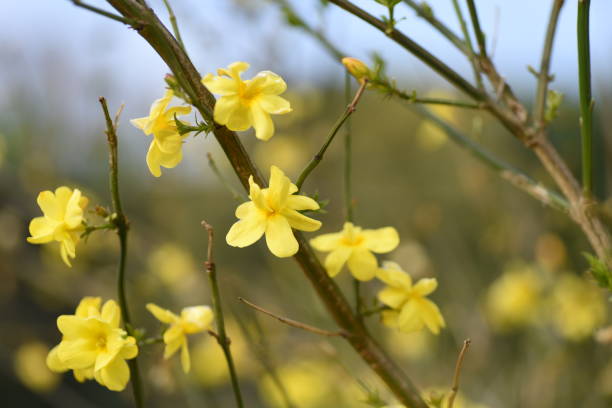 istock Jasminum mesnyi flowers. 1392595967