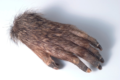 The cut off hand from an ape, antique trophy