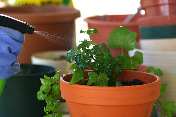 istock Spraying the plant 139259658