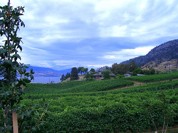 istock Okanagan Valley, British Columbia 139259686