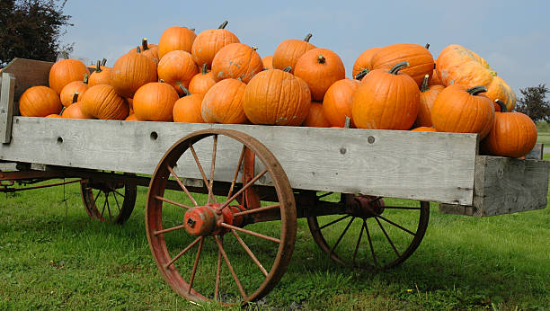 istock Pumpkins to Market 139259719