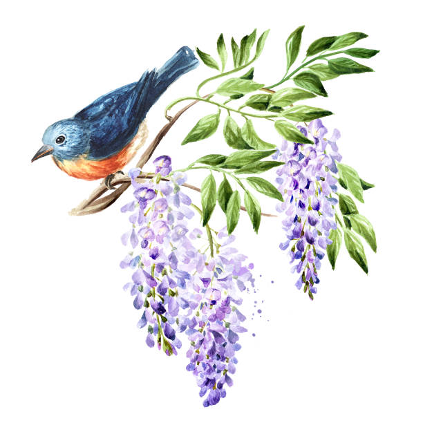 istock Bird sitting on a flowering wisteria branch, Spring concept. Hand drawn watercolor illustration isolated on white background 1392597735