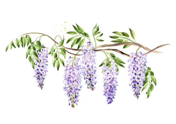 ilustrações de stock, clip art, desenhos animados e ícones de wisteria  flower  blossom branch. hand drawn watercolor  illustration isolated on white background - wisteria