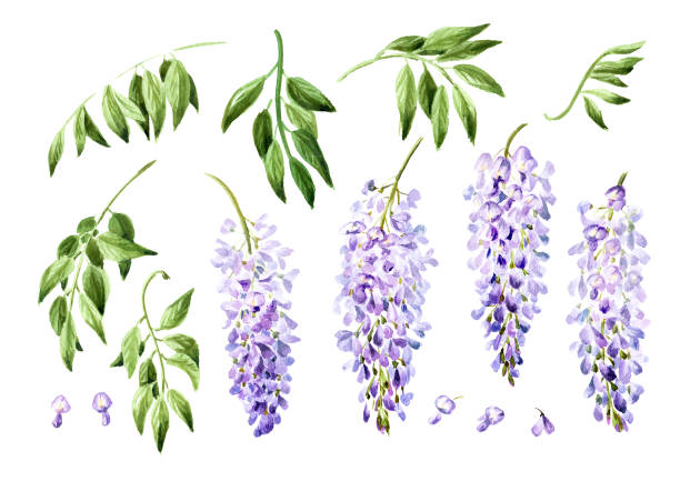 purple pink blue wisteria flower blossom set. hand drawn watercolor illustration, isolated on white background - leylak stock illustrations
