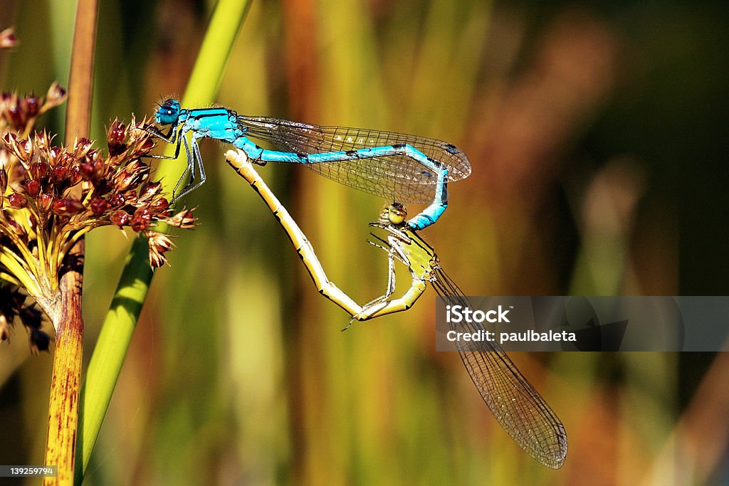 Libélula amor - Foto de stock de Acasalamento de animais royalty-free