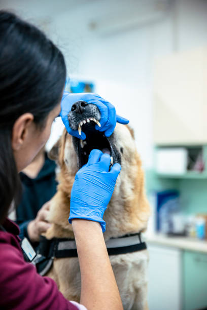 istock A dental exam to a Dog 1392598203