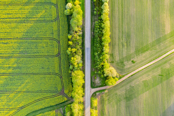 istock Empty Rural Road in Birch Tree Alley, Sunny Summer Evening 1392598390