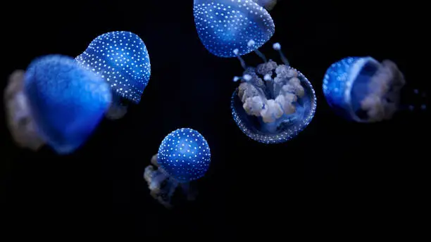 Photo of Australian Spotted Jellyfish, Phyllorhiza punctata, illuminated in blue swimming in the water on a black background