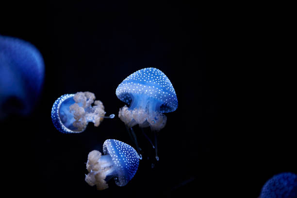 medusa manchada australiana, phyllorhiza punctata, iluminada en azul nadando en el agua sobre un fondo negro - white spotted jellyfish fotos fotografías e imágenes de stock