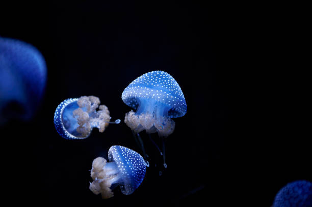 meduza australijska, phyllorhiza punctata, oświetlona na niebiesko pływająca w wodzie na czarnym tle - white spotted jellyfish obrazy zdjęcia i obrazy z banku zdjęć