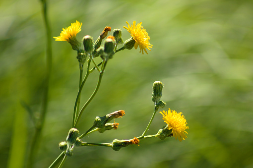 Close-up of perennial sowthistle flowers with green blurred background