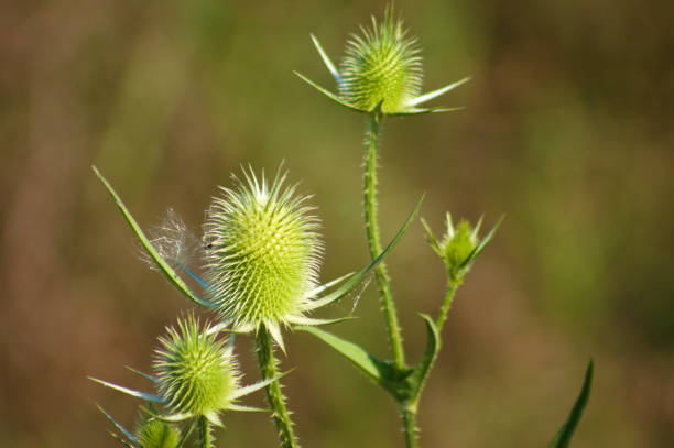 istock Closeup of green cutleaf teasel seeds with blurred background 1392598879