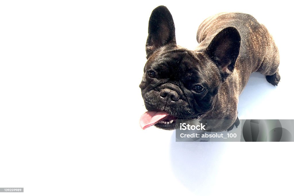 bulldog - Foto de stock de Animal royalty-free