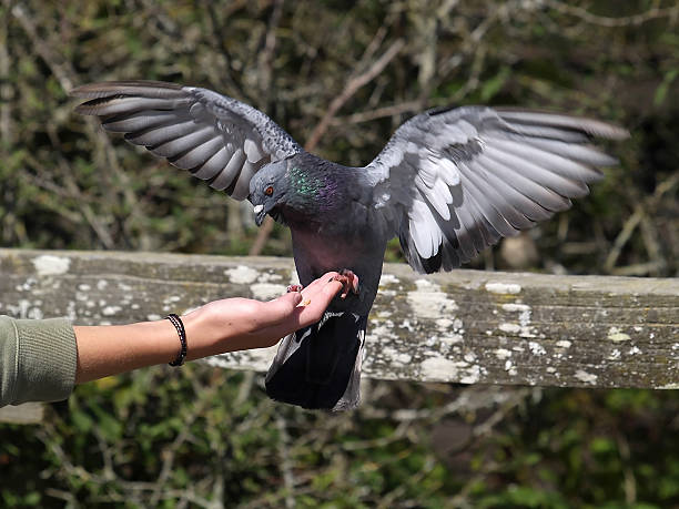 istock Feeding the Pigeon III 139260103