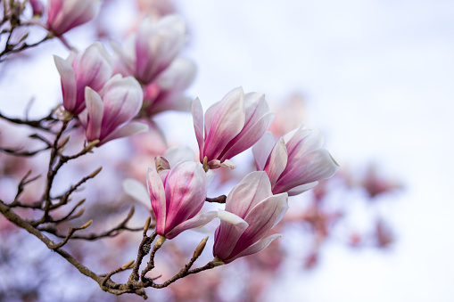 Blooming magnolia tree in spring on pastel bokeh background,  springtime