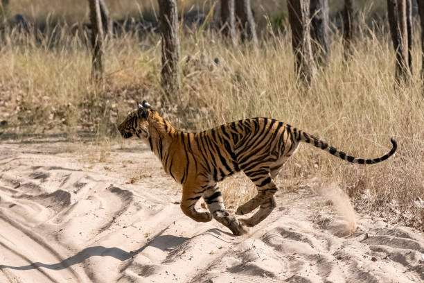 istock A young tiger running after a prey 1392602516
