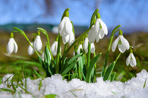 Group of snowdrops in the snow, spring flowers.