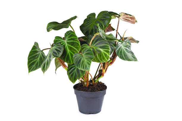 istock Tropical 'Philodendron Verrucosum' houseplant 1392603700