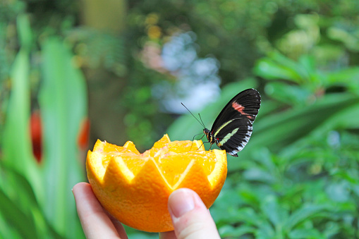 Tropical Plants in a greenhouse - butterfly garden - black and blue butterfly with white and neon pink spots sitting on an orange