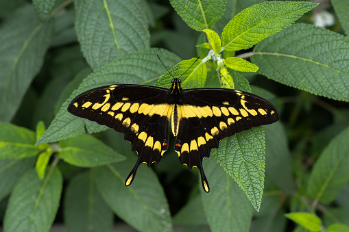 Yellow and black wing butterfly sitting on green plant leaves.