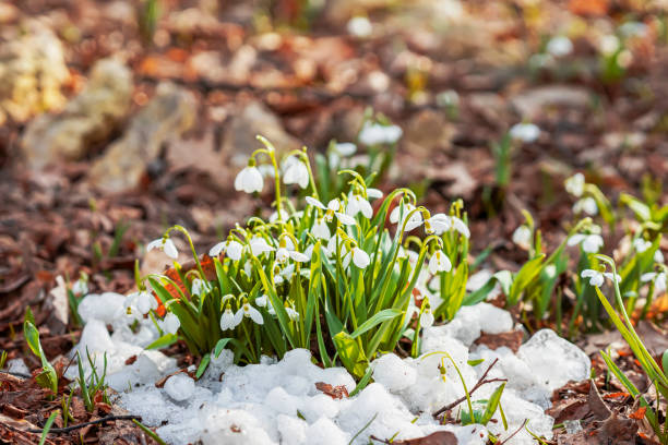 istock Spring sunny day in forest. First tender wild snowdrops, primroses in snow 1392604016