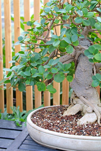 istock Tropical Plants in a greenhouse - bonsai tree 1392604084