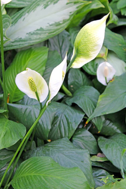 istock Tropical Plants in a greenhouse - peace lily 1392604091