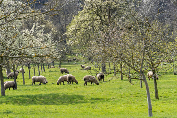 istock Flock of Sheep in springtime 1392604244