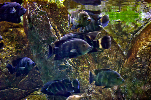Electric Blue Dempsey fish  in the aquarium (Neon Blue Dempsey, Jack Dempsey Neon Blue, Rocio octofasciata, Regan)