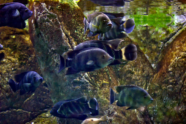 Zebra tilapia Red Tilapia fish swimming in a pond zebra cichlid stock pictures, royalty-free photos & images