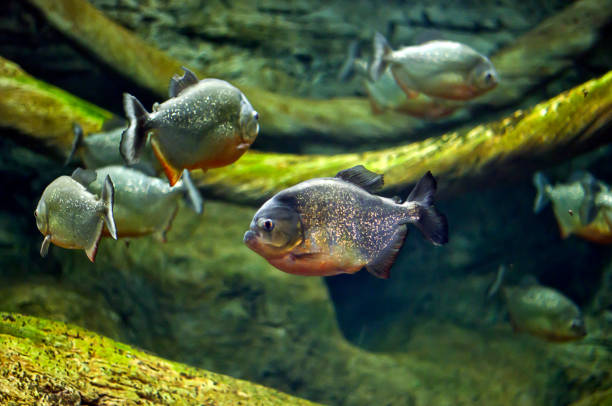 piraña de vientre rojo - piraña fotografías e imágenes de stock