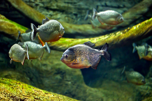 Dangerous predatory fish piranha swims in the aquarium. Pygocentrus nattereri.