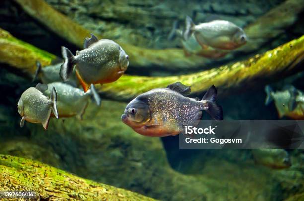 Red Bellied Piranha Stock Photo - Download Image Now - Piranha, Fish, Red-Bellied Piranha