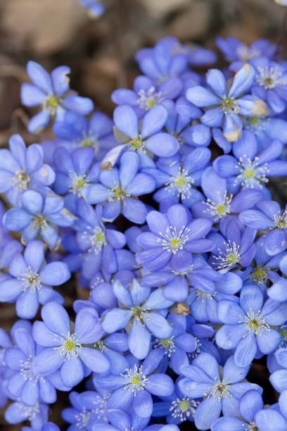 istock Close-up of Blue hepatica 1392606457