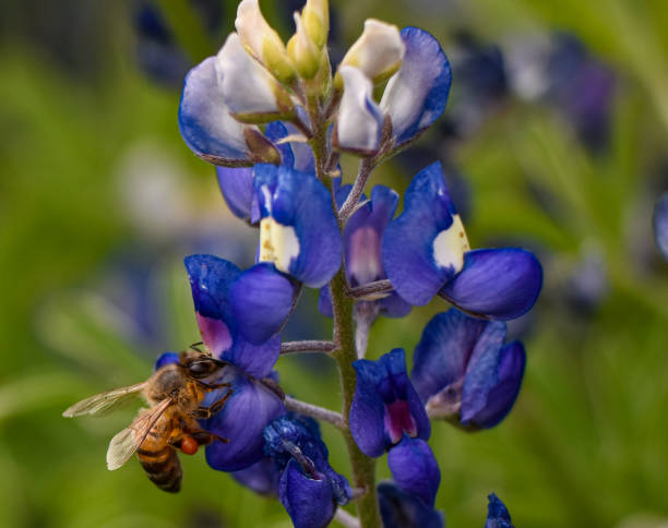 istock Honeybee on Texas Bluebonnet flower 1392606780