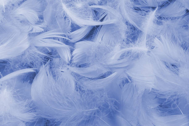 istock Purple feather as  background, top view. 1392607443