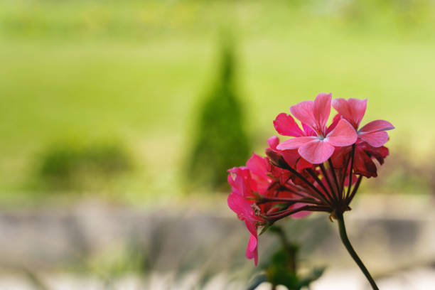 Pink pelargonium plaid in a decorative vase by close-up