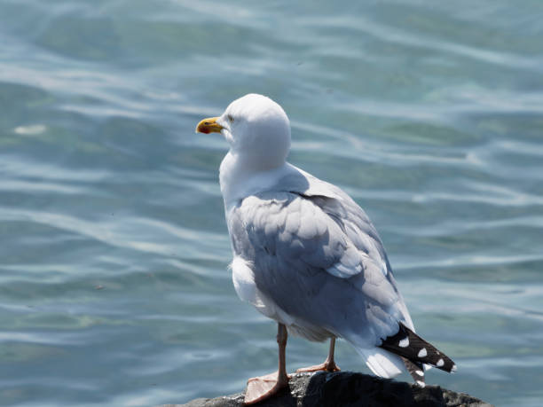 istock Seagull perched near the waters edge 1392607954