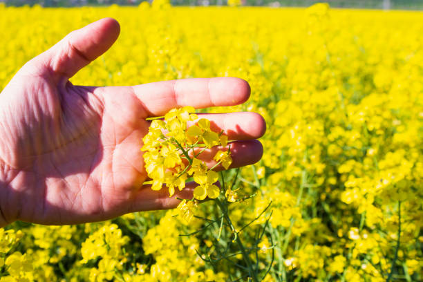 Canola field farm and crops in rural Manitoba Canada