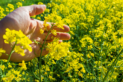 Farmer's hand on a rapeseed background with copy space for text