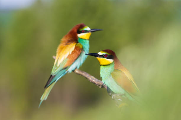 istock birds of paradise bee-eaters among spring greenery 1392609016
