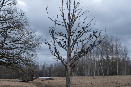 trees and black birds sillhouette. decorative formation Ligatne, Latvia