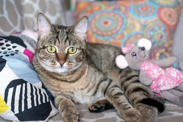 istock Portrait of a tabby cat on a sofa with a toy mouse. 1392609169